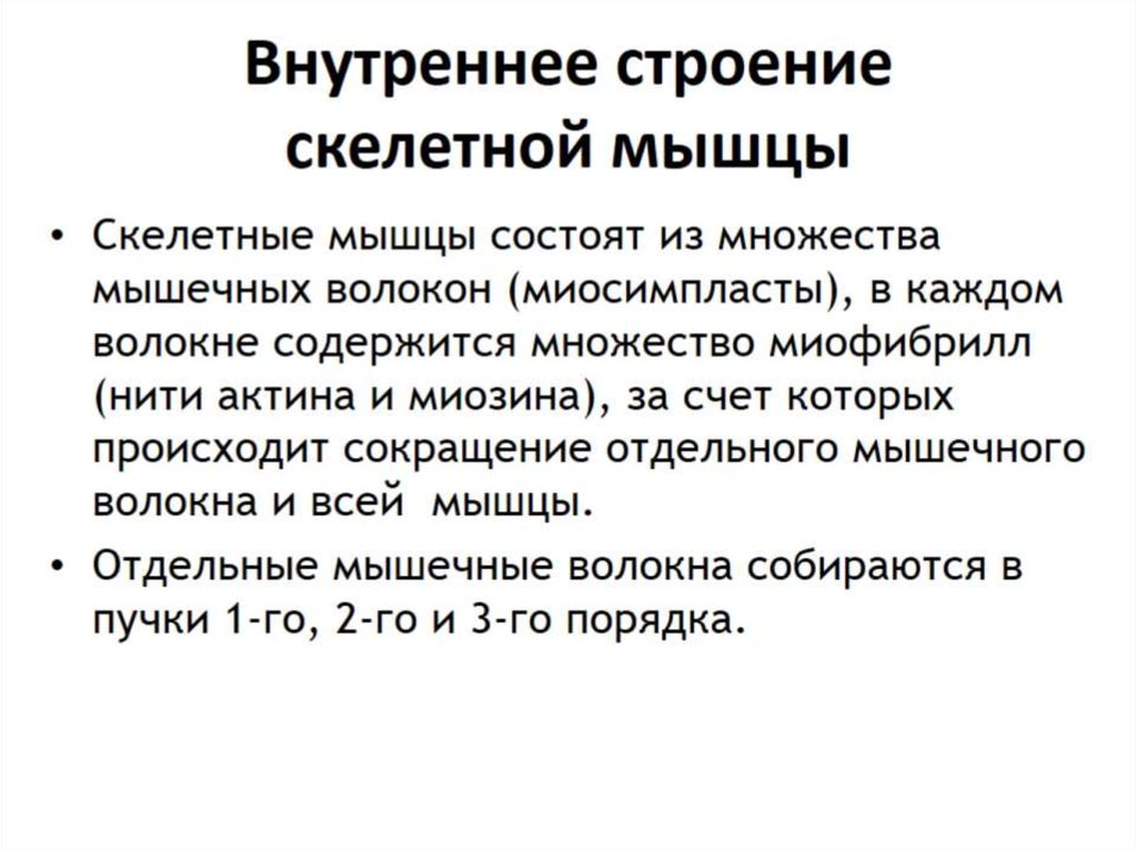 Внутреннее строение скелетной мышцы