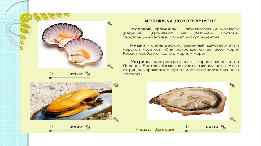 Двустворчатые моллюски мидии устрицы морской гребешок. Строение морского гребешка. Строение мидии съедобной. Строение раковины гребешка.