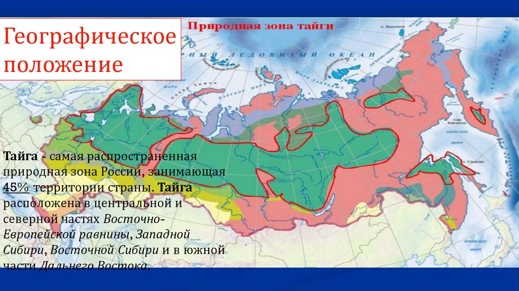 В сибири большую площадь занимает природная зона. Географическое положение природной зоны тайги в России. Лесные зоны Тайга географическое положение. Географическое положение тайги в России на карте. Распространение тайги в России.