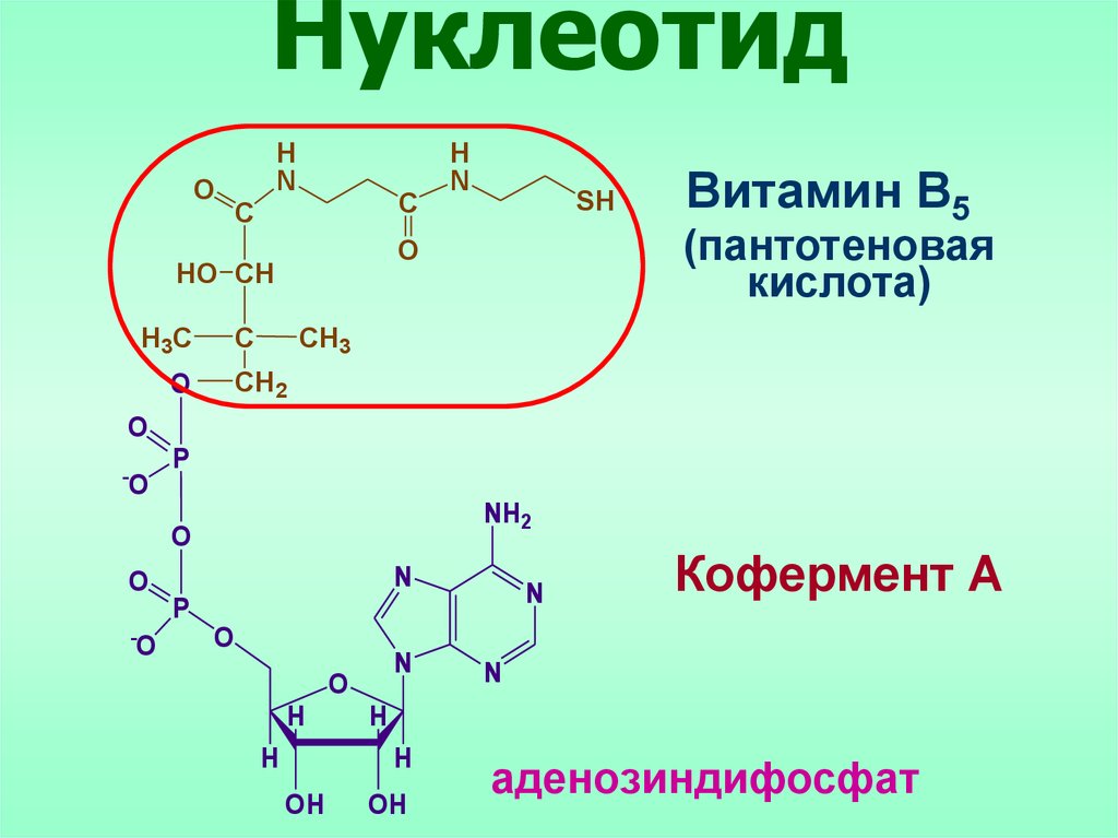 Нуклеиновые кислоты образуются