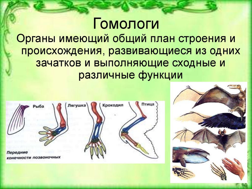 Гомологичные органы крыло птицы и ласты кита. Гомологи биология. Гомологичные органы это биология. Гомологичные органы у насекомых. Гомологичные и аналогичные органы примеры.