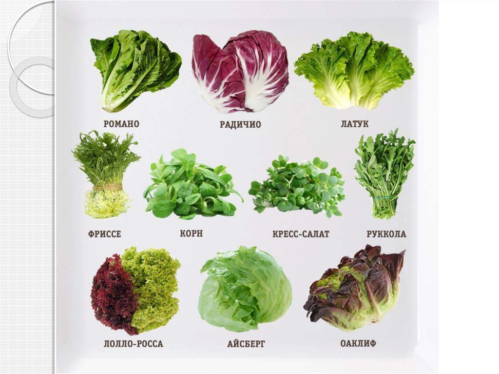 Зеленые овощи список с фото и названиями
