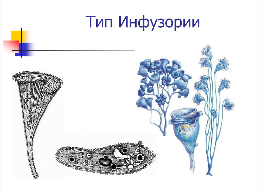 Виды инфузорий картинки