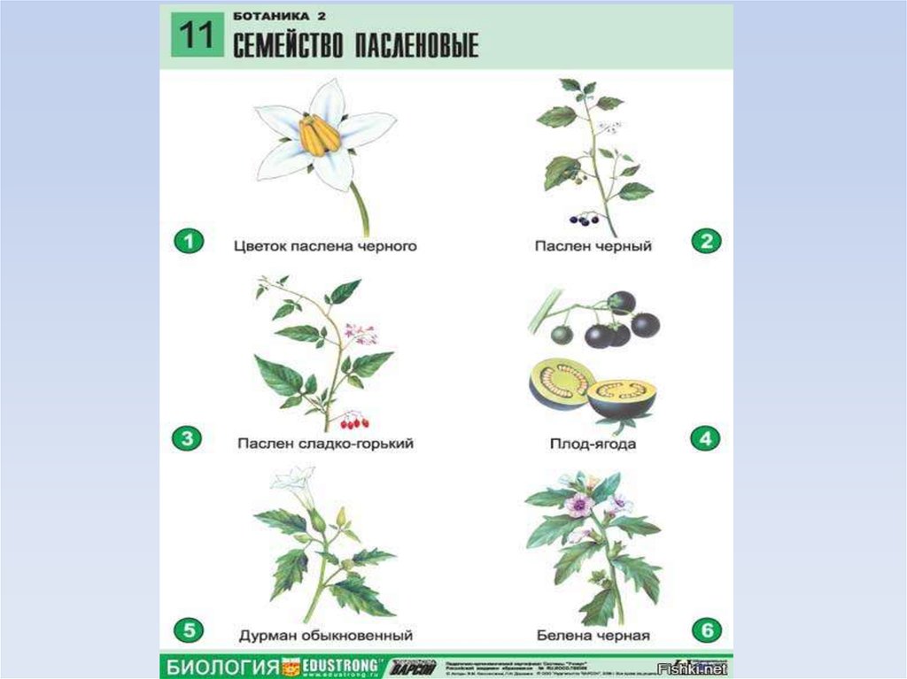 Схема цветка семейства пасленовых