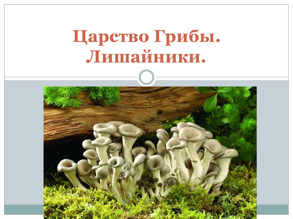 Есть царство грибов. Царство грибов и лишайников 9 класс. Царство грибов и лишайники 9 класс биология. Царство грибы. Царство грибы лишайники.