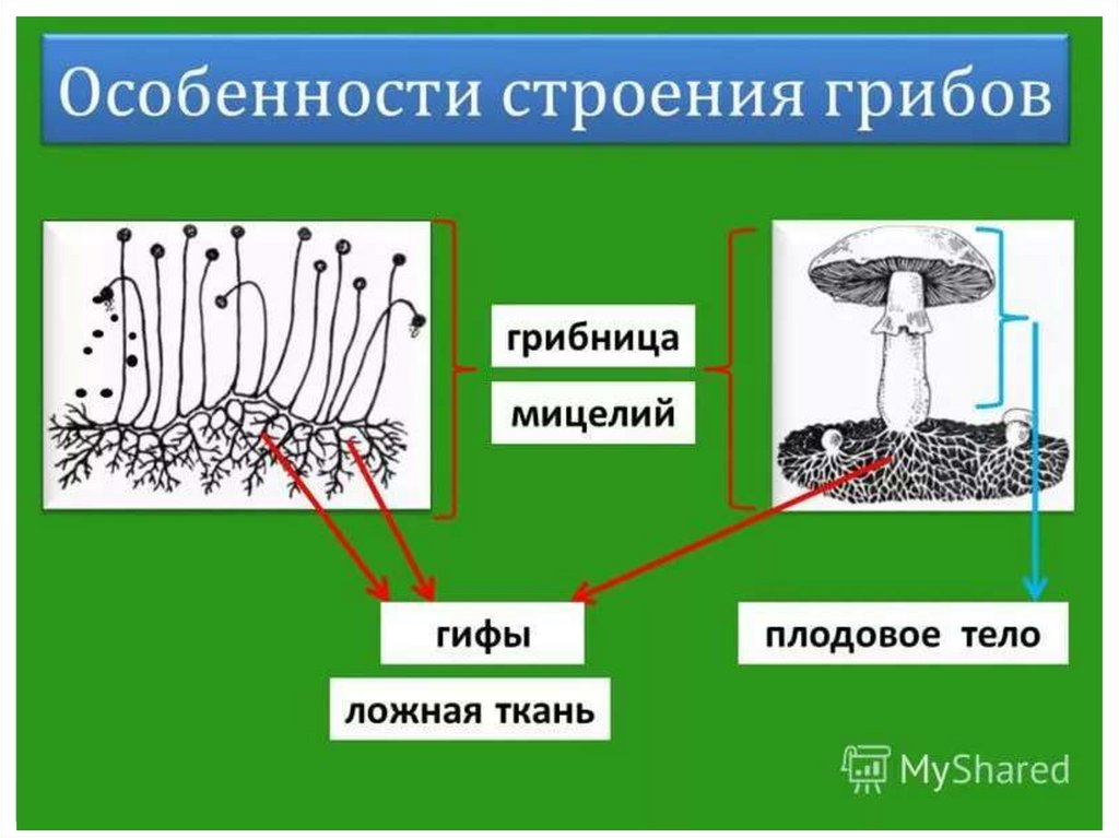 Гифы гриба образуют