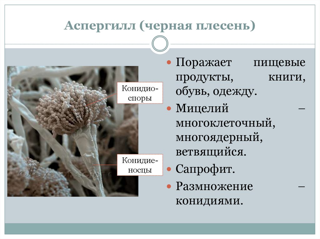 Низшие грибы имеют мицелий. Гриб черная плесень аспергилл. Строение плесени аспергилл. Плесневые грибы аспергилл. Мицелий аспергилла.