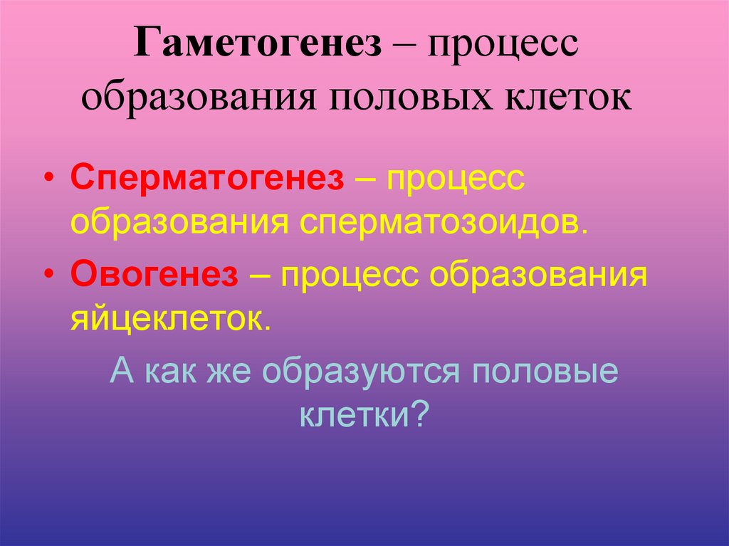 Образование половых клеток презентация 10 класс