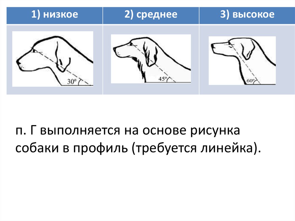 Прямое плечо у собаки картинка