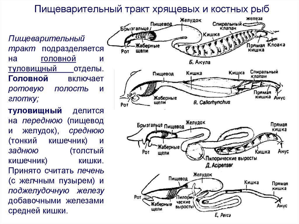 Системы костных рыб