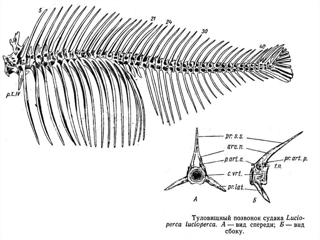 В позвоночнике 2 отдела туловищный и хвостовой. Осевой скелет окуня. Туловищный и хвостовой позвонки судака. Позвонки судака. Скелет рыбы Зоология.