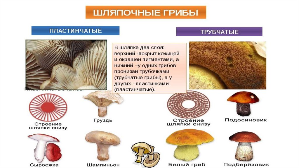 Рисунок трубчатого гриба