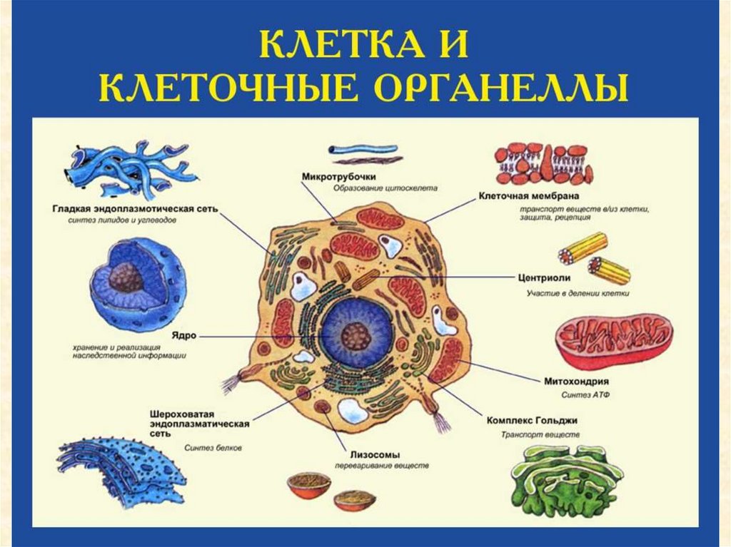 Клетка живого схема. Схема строения органоидов клетки. Строение живой клетки и её органоиды. Схема органоиды живой клетки. Схема строения клетки органоиды клетки.
