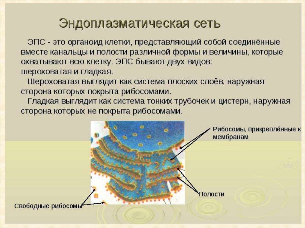 Стенки образованы 1 слоем клеток. Эндоплазматическая сеть (ЭПС). Органоиды клетки эндоплазматическая сеть.