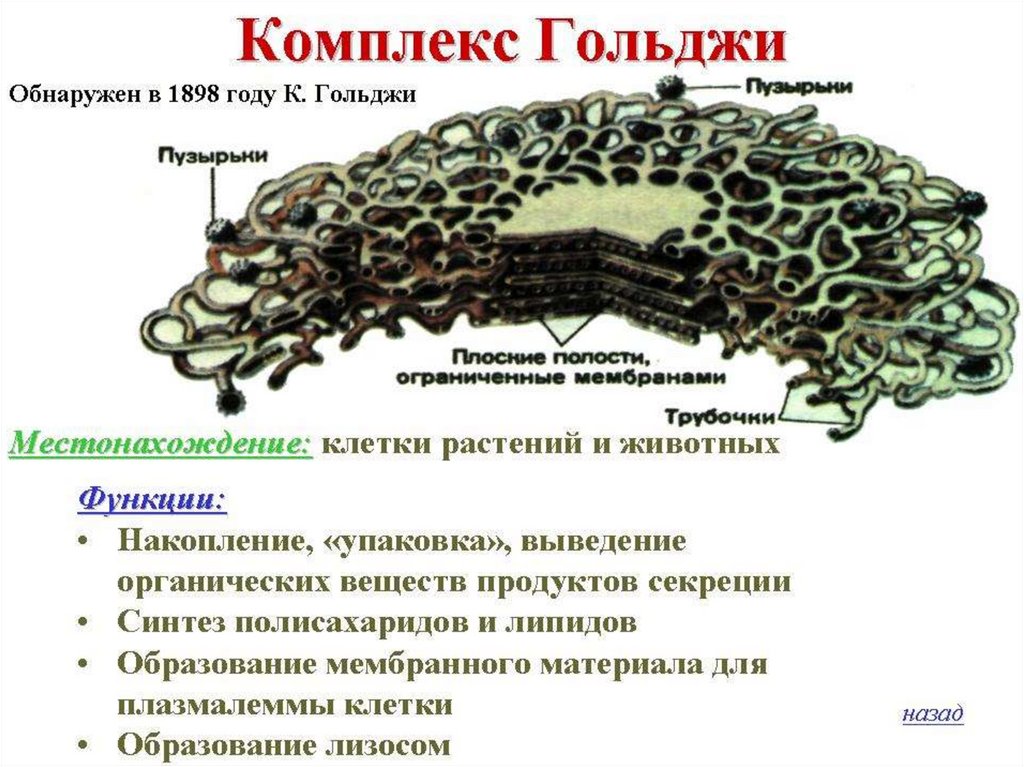 У всех позвоночных существует единый план формирования тканей и органов который ясно виден