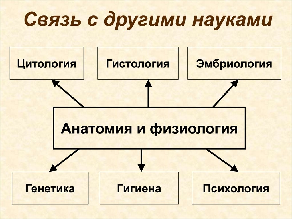 Схемы по физиологии человека