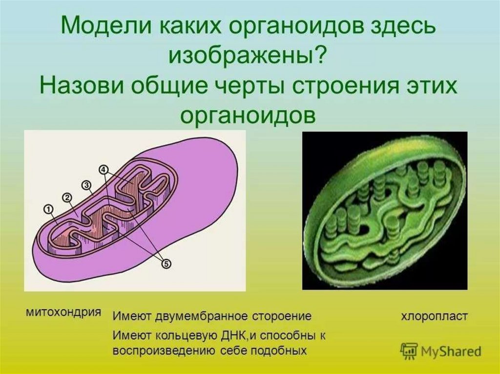 Какой органоид имеет. Органоиды. Какой органоид изображен на рисунке. Органоиды это. Органоиды рисунок.