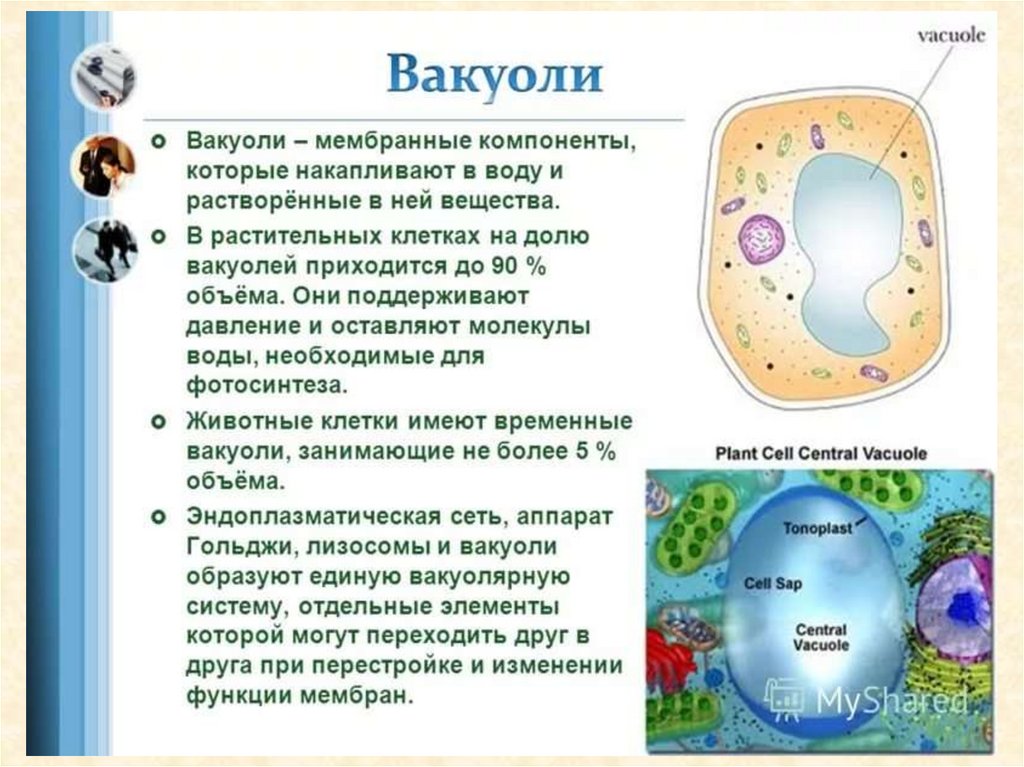 Рисунок вакуоль в растительной клетке