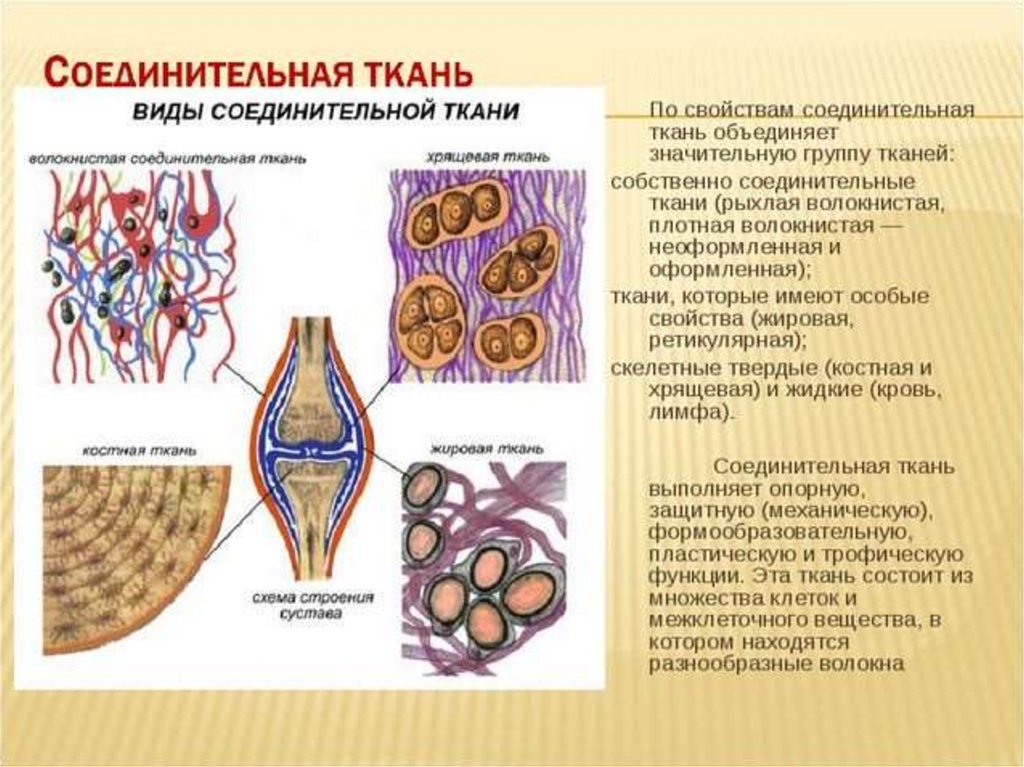 Какие ткани бывают в организме человека. Схема строения соединительной ткани. Строение соединительной ткани анатомия человека. Опишите строение и функции соединительной ткани. Соединительная ткань строение и функции.