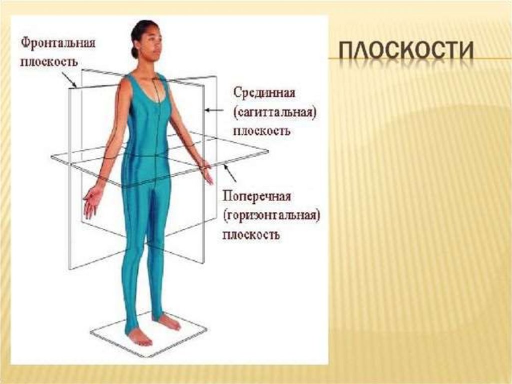 4 тела человека. Фронтальная плоскость человека. Сагиттальной или фронтальной плоскости. Фронтальная плоскость туловища человека. Сагитальна фронтально.