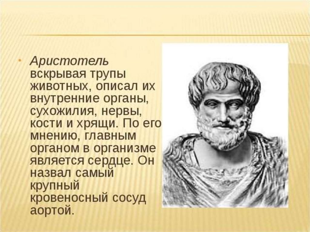 Аристотель вклад. Аристотель вклад в анатомию. Аристотель анатомия открытия. Аристотель вклад в анатомию кратко. Заслуги Аристотеля.