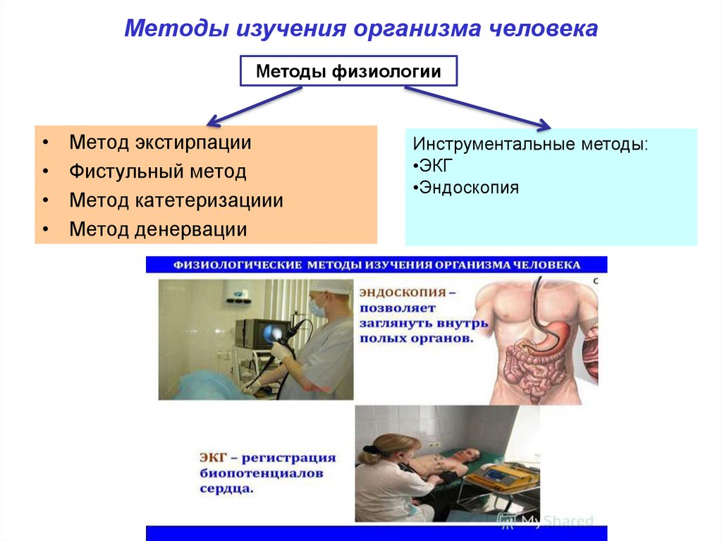 Исследования организма