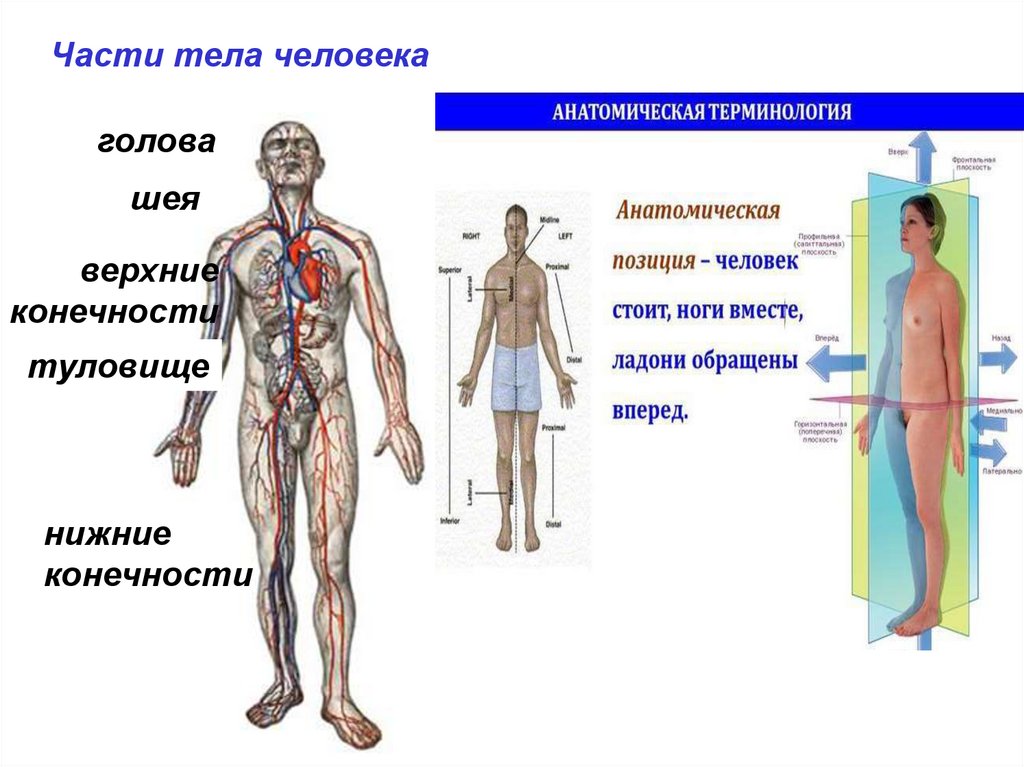 Исследования тела человека. Анатомические термины. Части тела анатомическая терминология. Анатомические термины как они есть. Методы анатомического исследования.