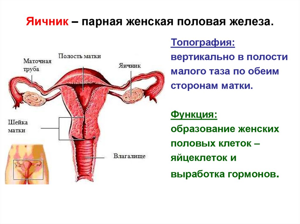 Железа женские органы. Строение и функции женской половой системы человека. Женская половая/система строение. Женские половые железы. Строение женских.половых органов.