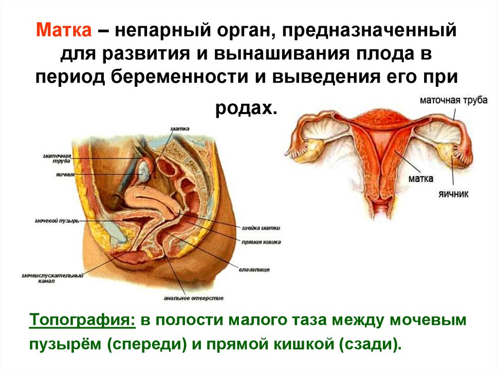 Половые Органы При Беременности Фото