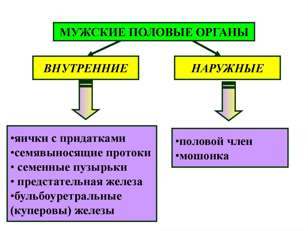 Парная мужская половая железа. Семенные пузырьки и бульбоуретральные железы. Яички это наружные органы или внутренние.