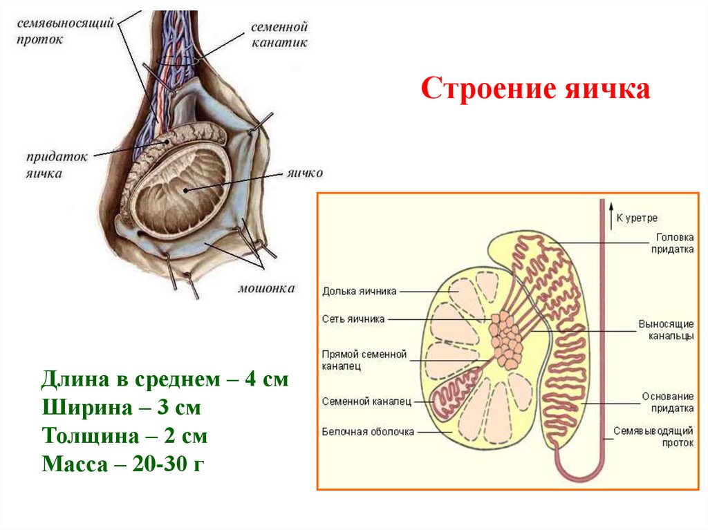 Мужские яички схема