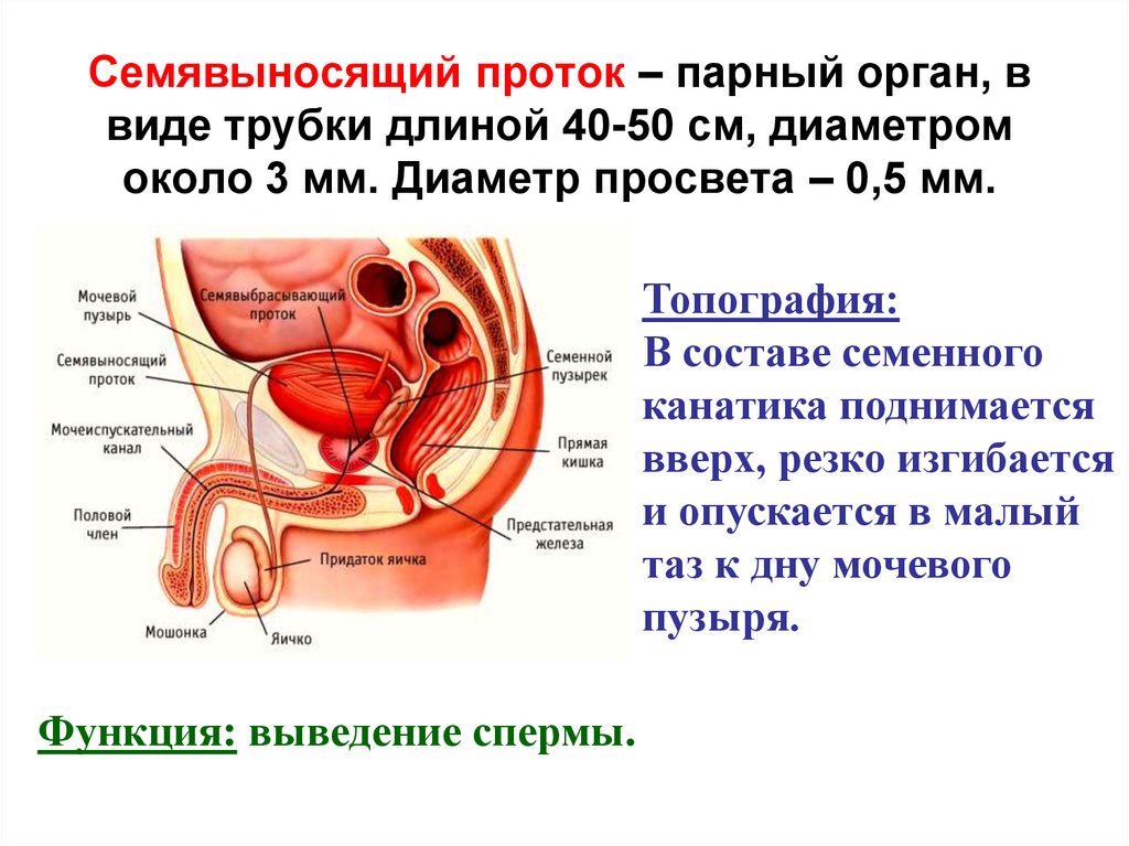 Органы половой системы мужчины. Семявыносящий проток строение части. Анатомия семявыносящего протока. Топографическая анатомия семявыносящих протоков. Анатомия мужской и женской половой системы.
