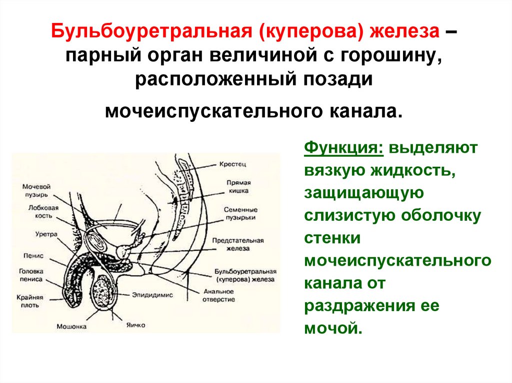 Железы мужских органов. Бульбоуретральные железы функция. Бульбоуретральные железы строение и функции. Куперовы железы у мужчин анатомия. Функция бульбоуретральных желез у мужчин.