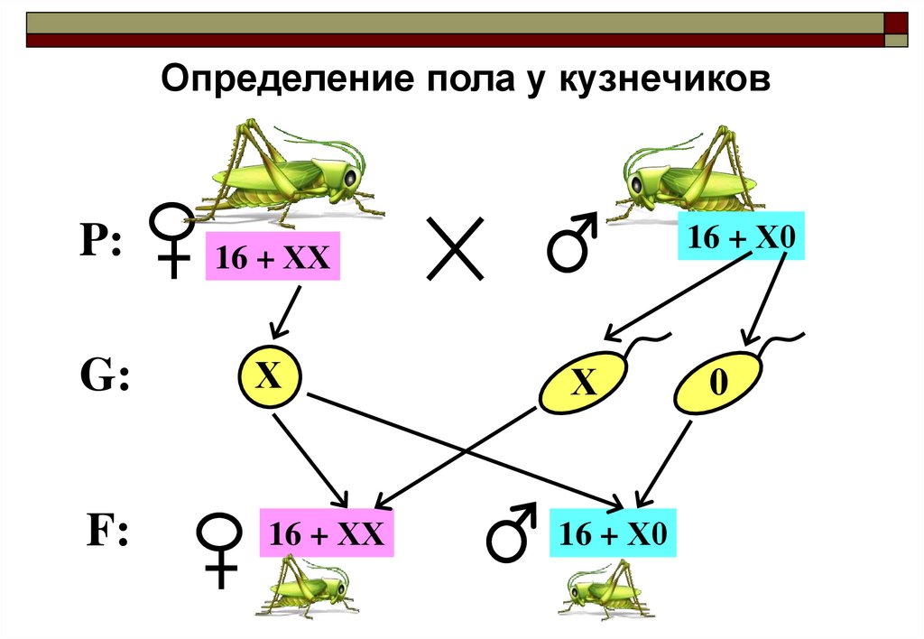 Определение пола человека происходит