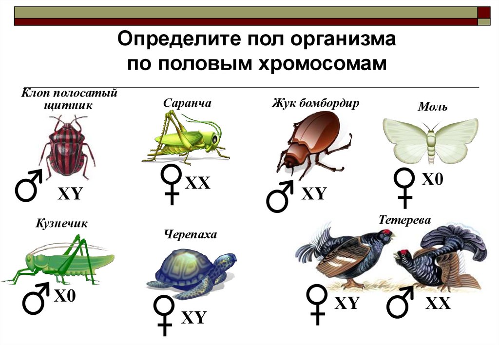 Гетерогаметные особи. Наследование пола у насекомых. Механизм наследования пола у птиц, насекомых, млекопитающих. Типы хромосомного определения пола. Половые хромосомы у животных.
