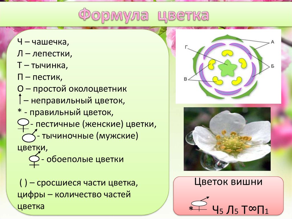 10 формула цветка. Формула и диаграмма цветка яблони. Диаграмма цветка с простым околоцветником. Формула цветка яблони биология 6 класс. Диаграмма цветка вишни обыкновенной.