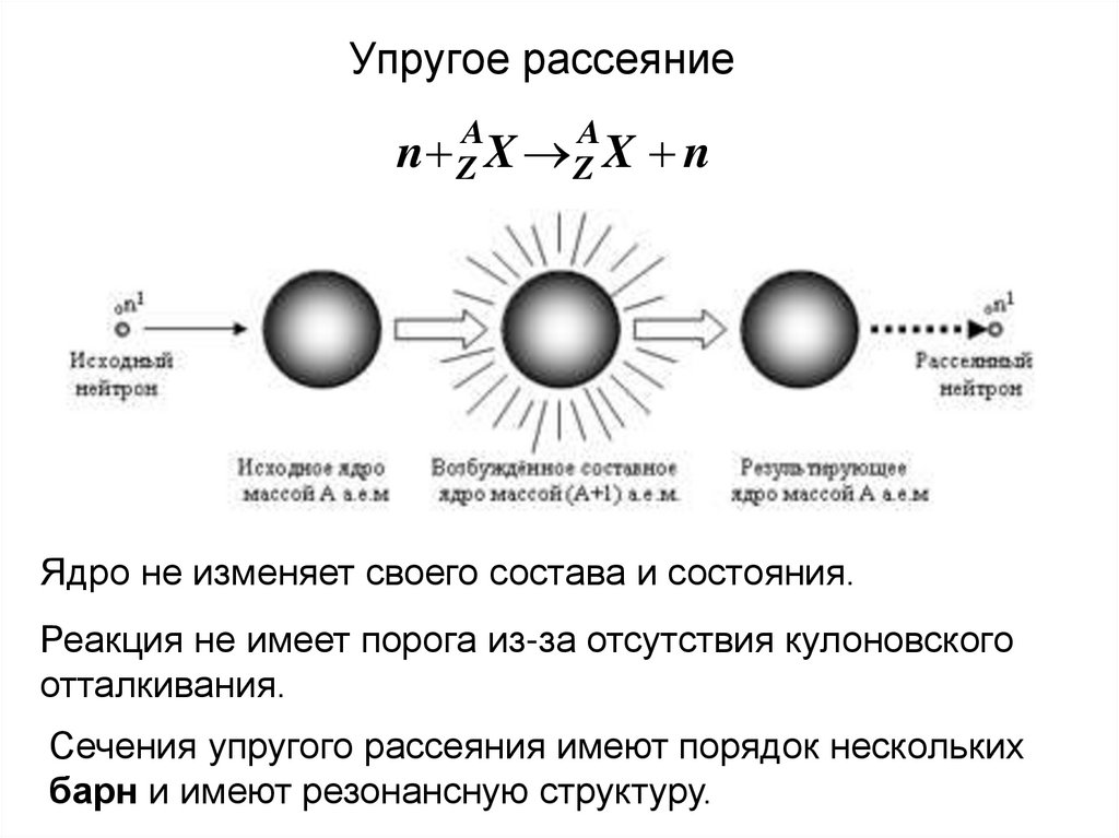 Два нейтрона в ядре содержат атомы. Упругое и неупругое рассеяние нейтронов. Упругое и неупругое рассеяние света. Неупругое столкновение нейтронов. Рассеяние нейтронов на ядре.