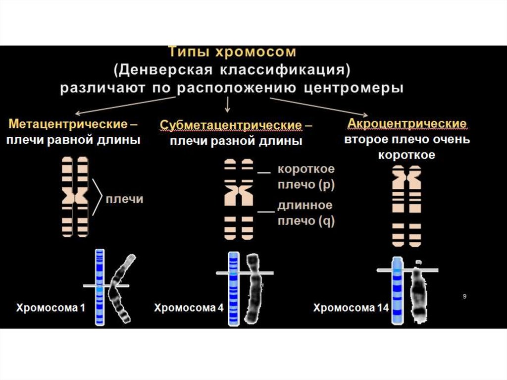 Хромосом группы d. Классификация хромосом по расположению центромеры. Хромосомы человека строение и классификация. Денверская классификация хромосом схема. Типы хромосом метацентрические субметацентрические.