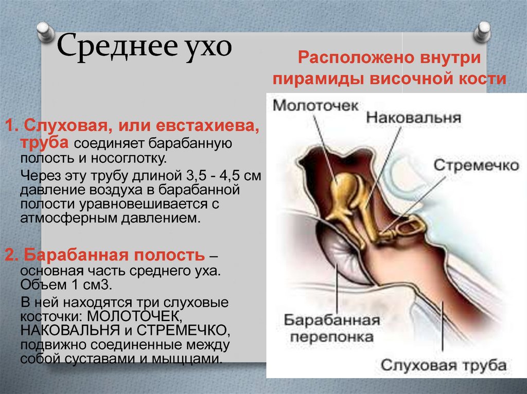 Какое значение уха. Строение уха человека евстахиева труба. Строение среднего ухауха. Строение слуховых косточек среднего уха. Анатомические структуры среднего уха.