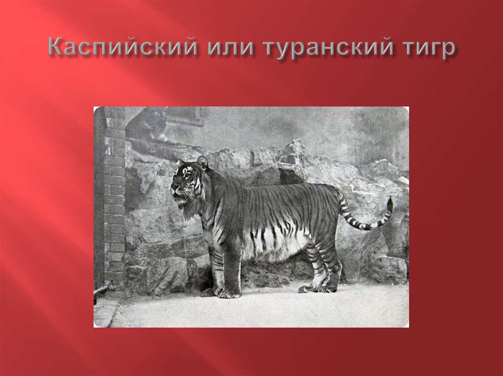 Туранский тигр. Туранский тигр место обитания. Туранский, или Закавказский тигр. Туранский тигр ареал. Туранский тигр ареал обитания.