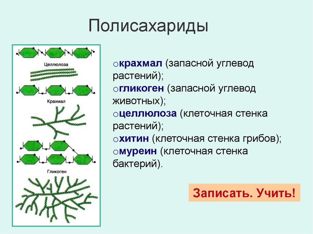 Запасные углеводы растений и животных