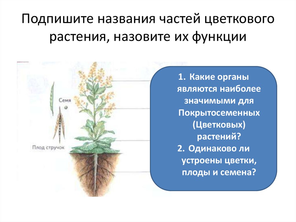 Цветковыми называют