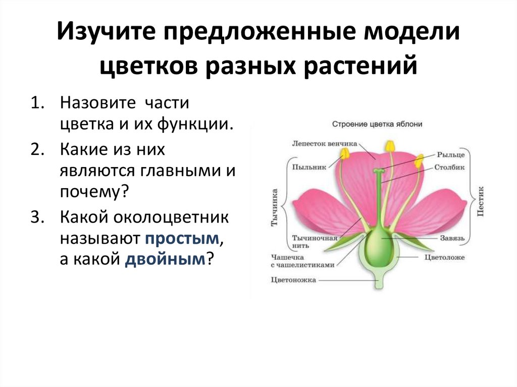 Функция венчика у цветка. Репродуктивные части цветка это 6 класс биология. Строение покрытосеменных. Функции цветоложе у цветка.