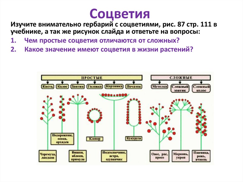 Объясните биологическую роль соцветия в жизни растения