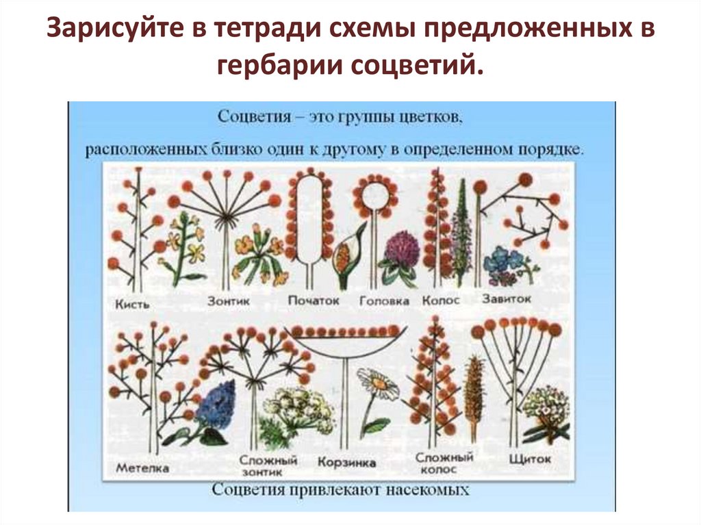 Используя информацию представленную в параграфе составьте схему классификации соцветий цветковых