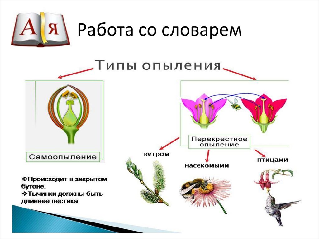 Опыление с помощью. Тюльпан голосеменное,.