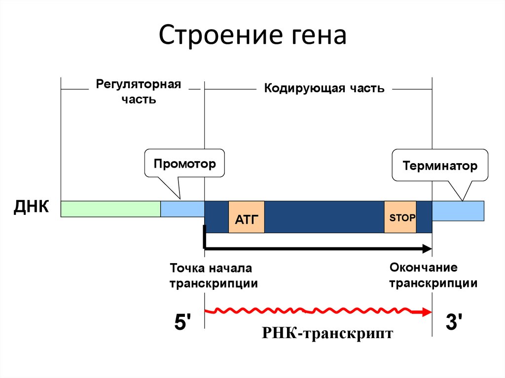 Ген строение гена