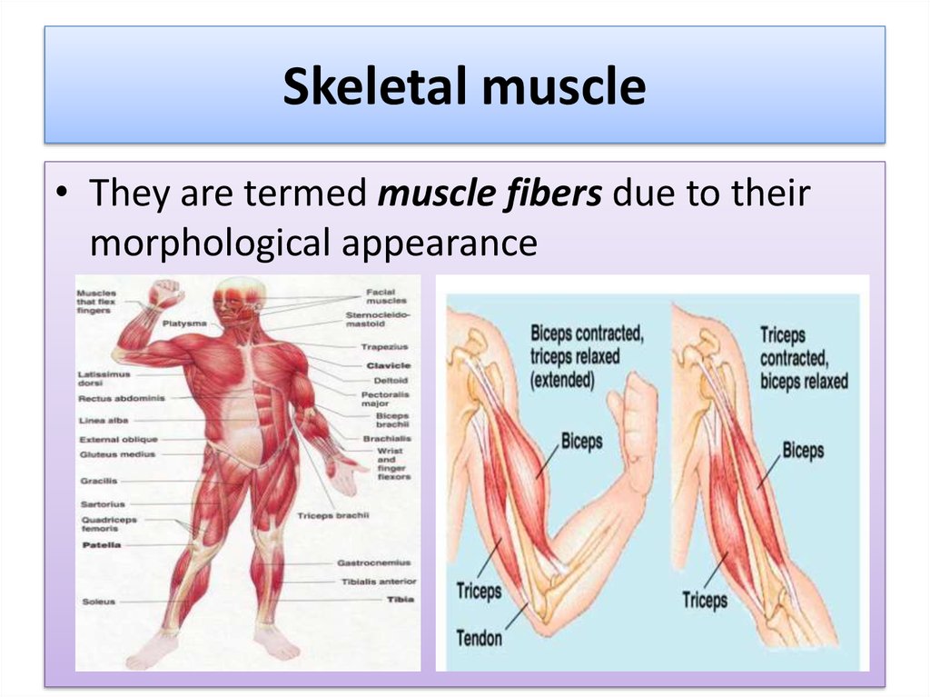Human Muscular System Online Presentation