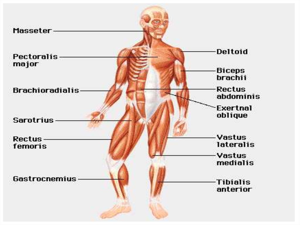 Укажите функции мышечной системы. Мышечная система человека анатомия. Функции мышечной системы человека. Мышечная система и ее функции. Мышечная система человека на английском.