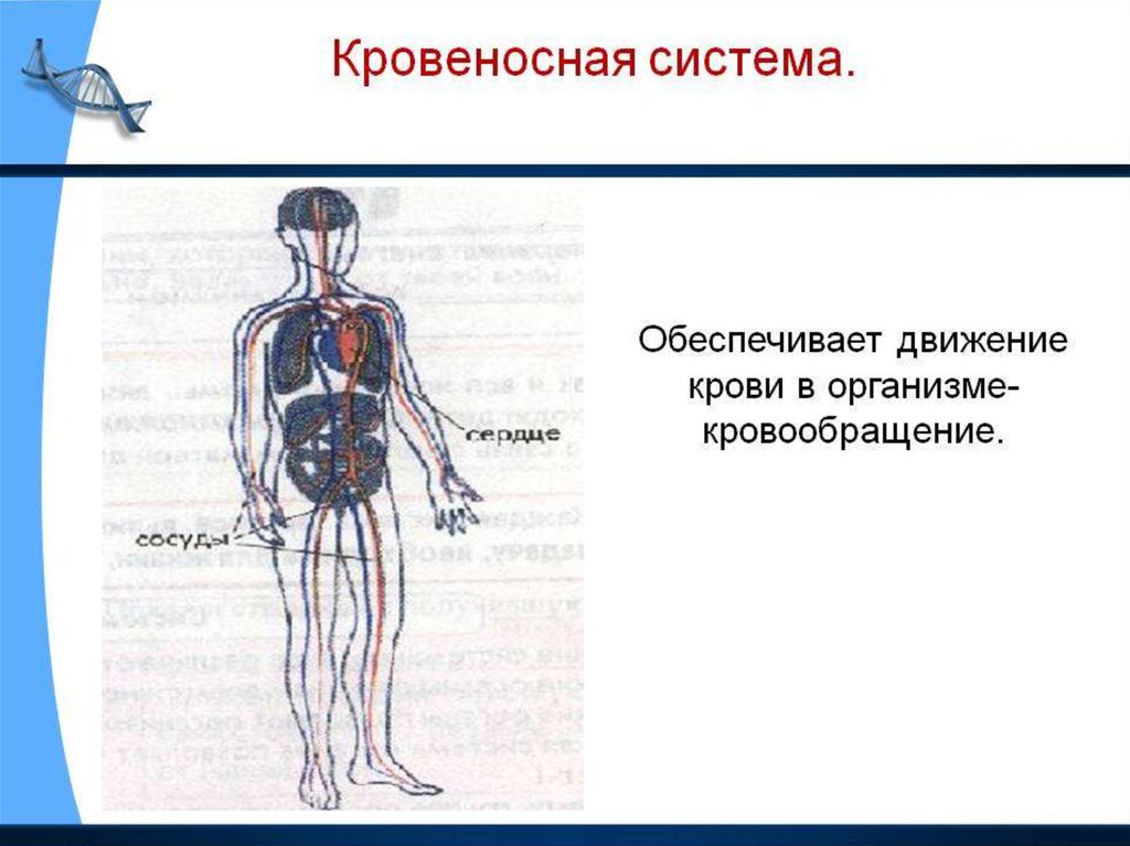 Системы органов человека презентация